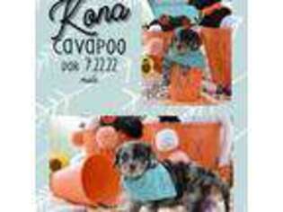 Cavapoo Puppy for sale in San Antonio, TX, USA