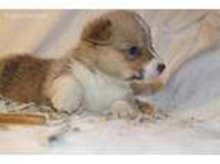 Pembroke Welsh Corgi Puppy for sale in Attalla, AL, USA