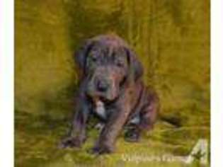 Great Dane Puppy for sale in WEST WINFIELD, NY, USA