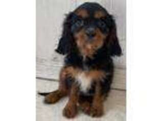 Cavalier King Charles Spaniel Puppy for sale in Bloomfield, IA, USA
