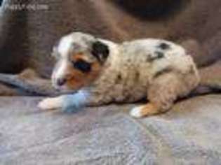 Miniature Australian Shepherd Puppy for sale in Ashley, MI, USA