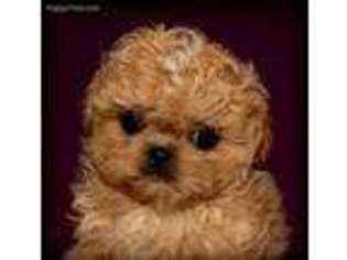 Shih-Poo Puppy for sale in Cookeville, TN, USA
