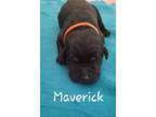 Labrador Retriever Puppy for sale in Newport, NC, USA
