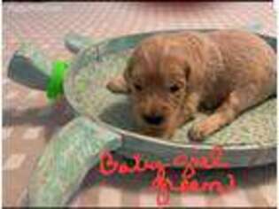 Goldendoodle Puppy for sale in New Smyrna Beach, FL, USA
