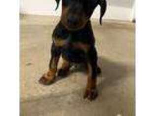 Doberman Pinscher Puppy for sale in Headland, AL, USA