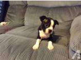 Boston Terrier Puppy for sale in LELAND, IL, USA