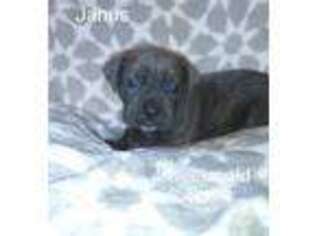 Cane Corso Puppy for sale in Fall River, MA, USA