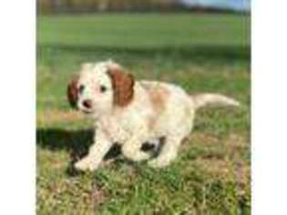 Cavapoo Puppy for sale in Delevan, NY, USA