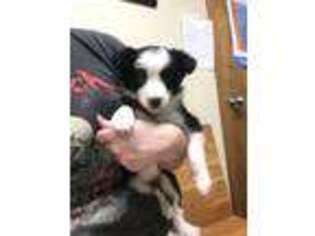 Border Collie Puppy for sale in Pierpont, OH, USA