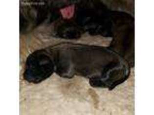 Briard Puppy for sale in Smallwood, NY, USA