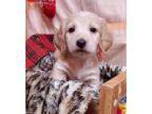 Dachshund Puppy for sale in Lebanon, MO, USA