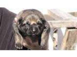 Doberman Pinscher Puppy for sale in BELTON, TX, USA