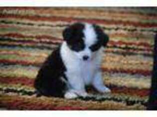 Miniature Australian Shepherd Puppy for sale in Woodville, TX, USA