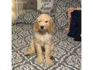 Goldendoodle Puppy for sale in Madisonville, KY, USA
