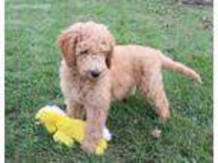 Goldendoodle Puppy for sale in Lovington, IL, USA