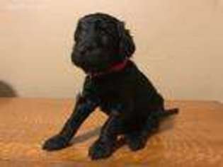 Labradoodle Puppy for sale in Bentonville, AR, USA
