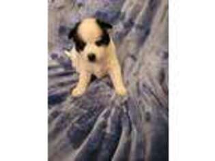 Siberian Husky Puppy for sale in Wyandotte, OK, USA