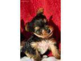 Yorkshire Terrier Puppy for sale in Agoura Hills, CA, USA