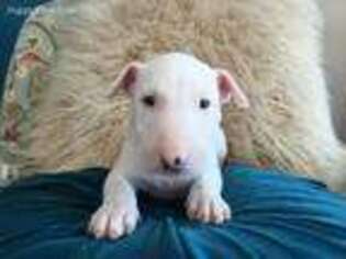 Bull Terrier Puppy for sale in Mooresburg, TN, USA