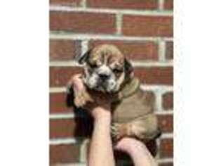 Bulldog Puppy for sale in Kensington, NH, USA