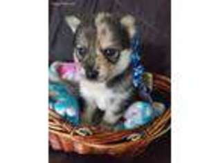 Mutt Puppy for sale in Port Huron, MI, USA