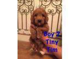 Labradoodle Puppy for sale in Eagle Mountain, UT, USA