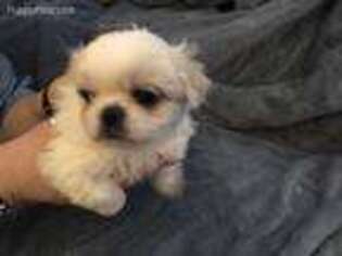 Pekingese Puppy for sale in Clover, SC, USA