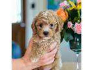 Cavapoo Puppy for sale in Statesville, NC, USA