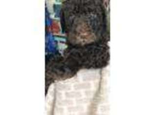 Labradoodle Puppy for sale in Palm Coast, FL, USA