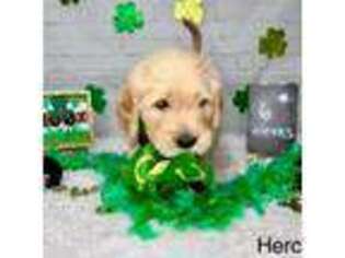 Goldendoodle Puppy for sale in San Francisco, CA, USA