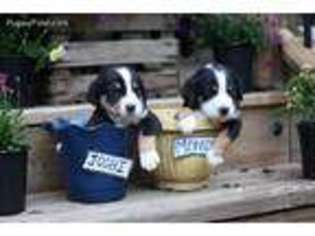 Greater Swiss Mountain Dog Puppy for sale in Accident, MD, USA