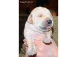 Labrador Retriever Puppy for sale in Shiocton, WI, USA