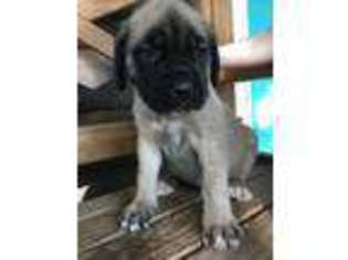 Mastiff Puppy for sale in Burleson, TX, USA