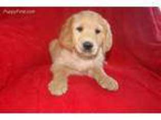 Golden Retriever Puppy for sale in Woodbury, NJ, USA