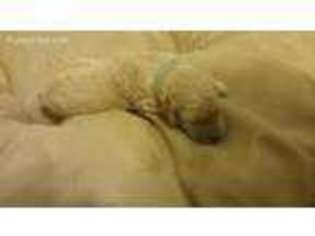Goldendoodle Puppy for sale in Irving, TX, USA