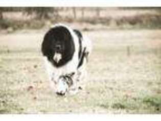 Newfoundland Puppy for sale in Marshallville, OH, USA