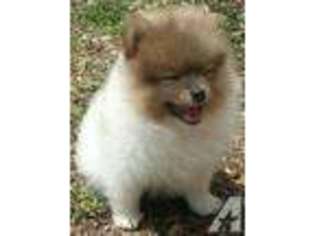 Pomeranian Puppy for sale in TEXAS CITY, TX, USA