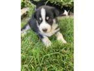 Siberian Husky Puppy for sale in Sioux Falls, SD, USA