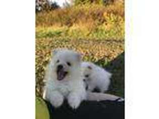 American Eskimo Dog Puppy for sale in Athens, GA, USA