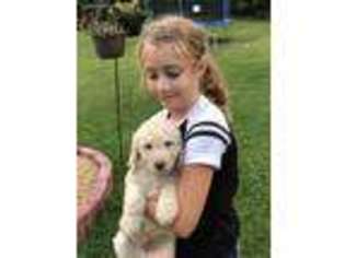 Labradoodle Puppy for sale in Winchester, VA, USA