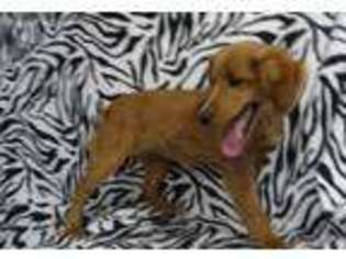 Mutt Puppy for sale in Mannsville, OK, USA