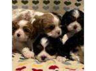 Cavalier King Charles Spaniel Puppy for sale in Anoka, MN, USA