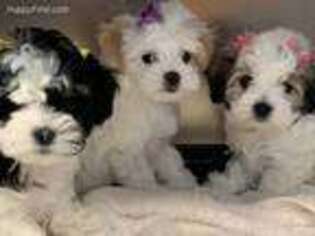 Mal-Shi Puppy for sale in Chisago City, MN, USA