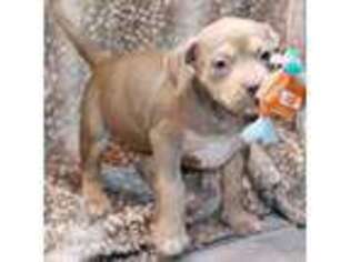 Mutt Puppy for sale in Corning, AR, USA
