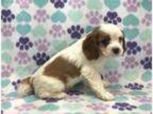 Cavalier King Charles Spaniel Puppy for sale in Durham, CA, USA