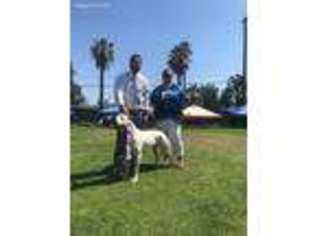 Dogo Argentino Puppy for sale in San Francisco, CA, USA