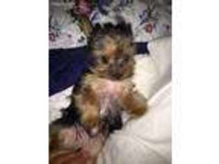 Yorkshire Terrier Puppy for sale in Quitman, GA, USA