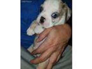 French Bulldog Puppy for sale in Wattsburg, PA, USA