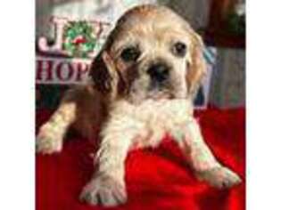 Cocker Spaniel Puppy for sale in Vineland, NJ, USA