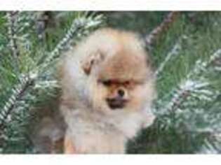 Pomeranian Puppy for sale in Boston, MA, USA